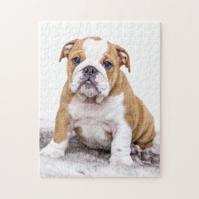 Cute Bulldog Puppy Sitting Down Jigsaw Puzzle (Vertical)
