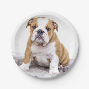 Cute Bulldog Puppy Sitting Down Paper Plates