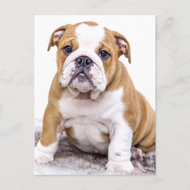 Cute Bulldog Puppy Sitting Down Postcard (Front)