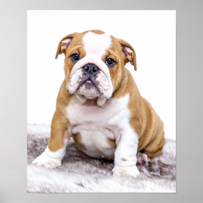 cute bulldog pics