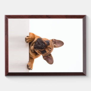 Cute Bulldog Really Cute, English Bulldog Award Plaque