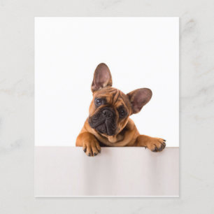 Cute Bulldog Really Cute, English Bulldog Flyer