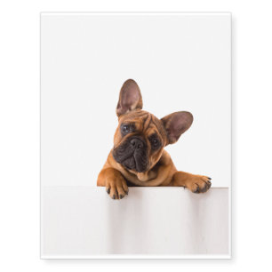 Cute Bulldog Really Cute, English Bulldog Temporary Tattoos