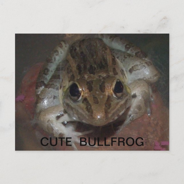 CUTE BULLFROG POSTCARD (Front)