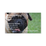 Cute Bullmastiff Business Card