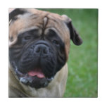 Cute Bullmastiff Tile