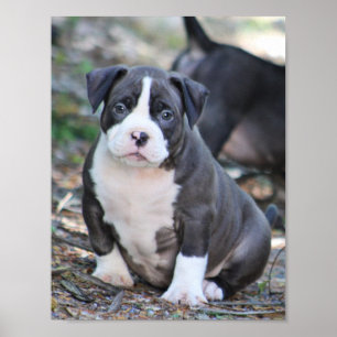 Cute bully breed puppy poster