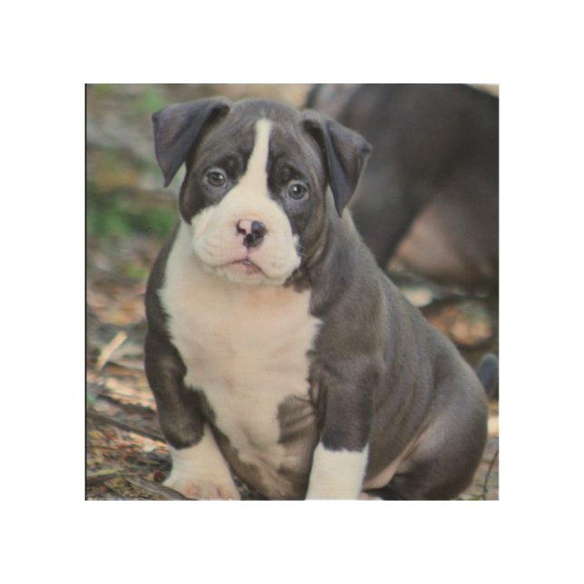Cute bully breed puppy wood wall art (Front)