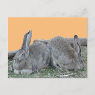 Cute Bunnies Cust. BG Color DIY Postcard