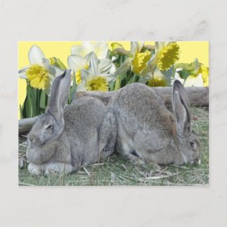 Cute Bunnies Daffodils Cust. DIY Postcard
