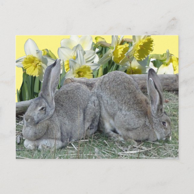 Cute Bunnies Daffodils Cust. DIY Postcard (Front)