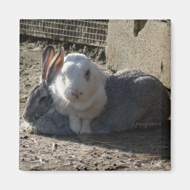 cute bunnies magnet (Front)