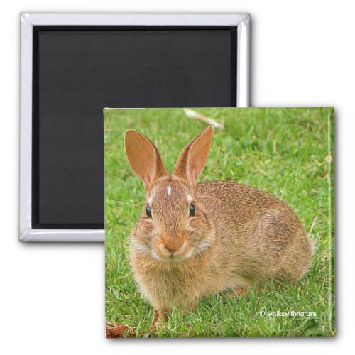 Cute Bunny Chewing Greens on the Golf Fairway Magnet