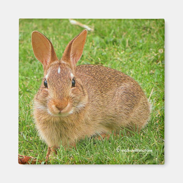 Cute Bunny Chewing Greens on the Golf Fairway Magnet (Front)
