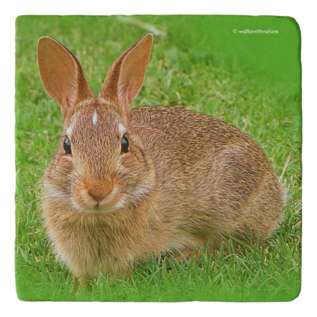 Cute Bunny Chewing Greens on the Golf Fairway Trivet (Front)