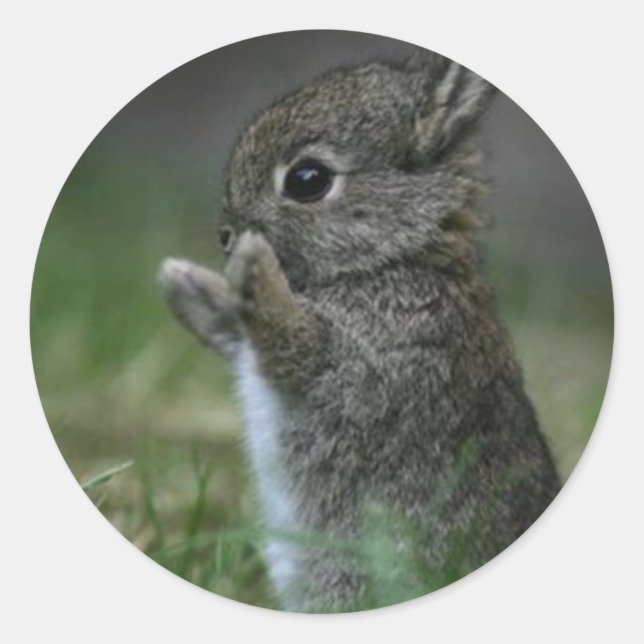 Cute Bunny Classic Round Sticker (Front)
