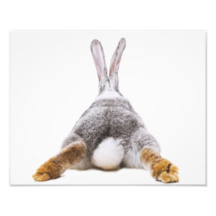 Cute Bunny Cotton Tail Animal Wall Art