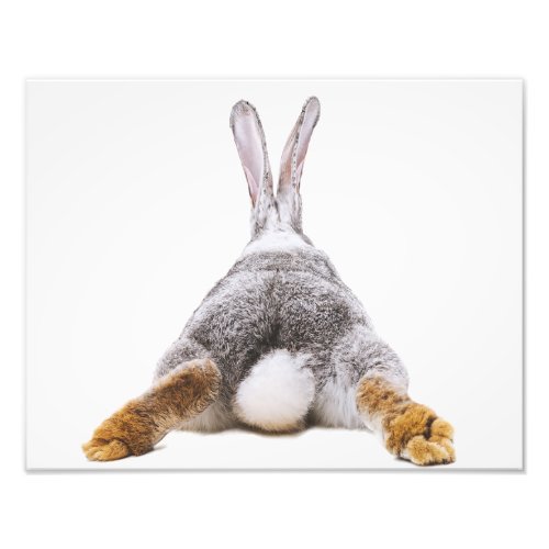 Cute Bunny Cotton Tail Animal  Wall Art