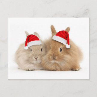 Cute Bunny Holiday Postcard