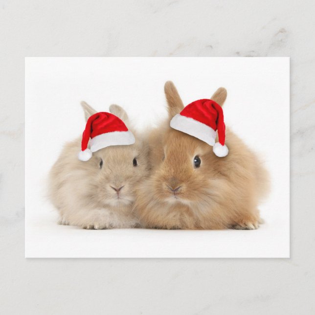 Cute Bunny Holiday Postcard (Front)