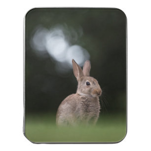 Cute Bunny Nature Photo Jigsaw Puzzle