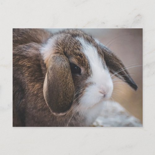 Cute Bunny Rabbit Easter Postcard