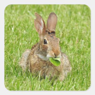 Cute Bunny Rabbit Eating Square Sticker