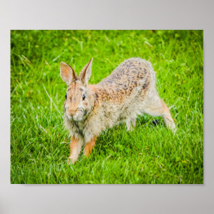 Cute Bunny Rabbit Nature Animals Poster