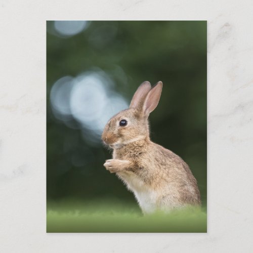 Cute Bunny Rabbit Nature Photo Postcard