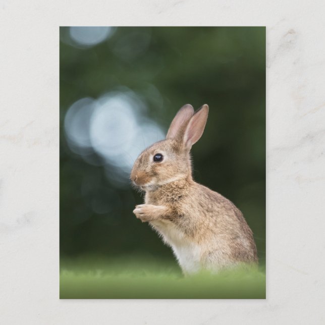 Cute Bunny Rabbit Nature Photo Postcard (Front)