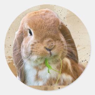 Cute Bunny Rabbit Pet Animal Classic Round Sticker