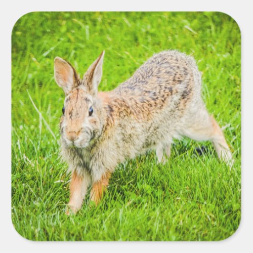 Cute Bunny Rabbit Wild Animals Square Sticker