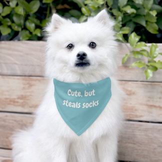 Cute, But Steals Socks Pet Bandana Collar