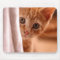 Cute Butterscotch Kitten