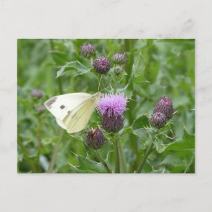 Cute Cabbage White Butterfly DIY Postcard