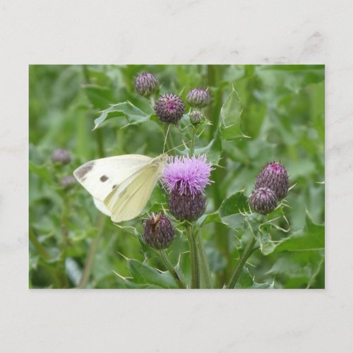 Cute Cabbage White Butterfly DIY Postcard
