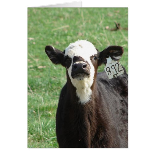 Cute Calf All Occasion Blank Greeting Card