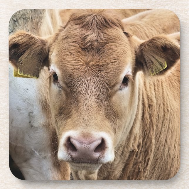 CUTE CALF BEVERAGE COASTER (Front)