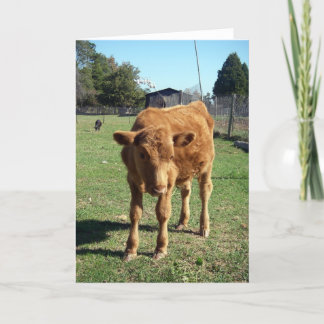 Cute Calf Greeting Card
