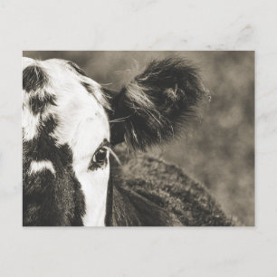 Cute Calf on a Farm in Crane Hill Alabama Postcard