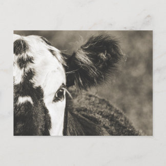 Cute Calf on a Farm in Crane Hill Alabama Postcard