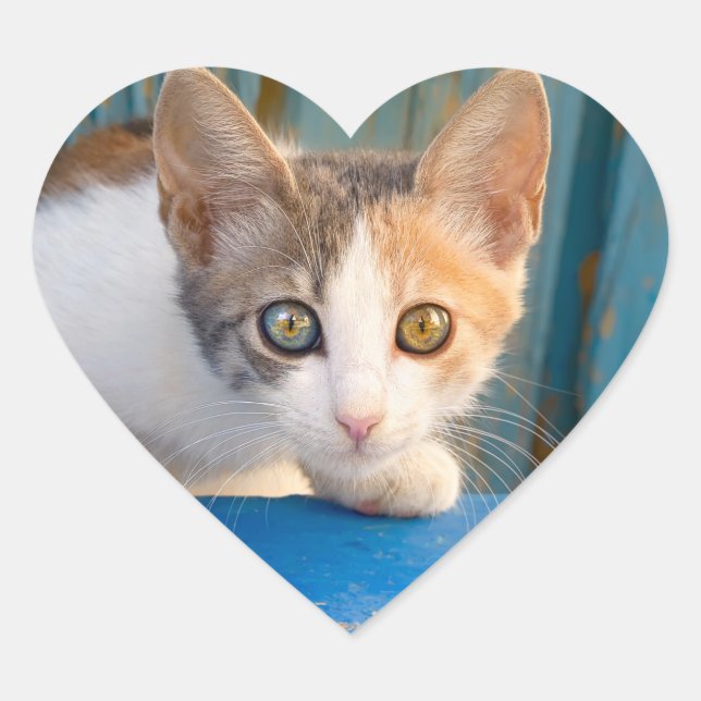 Cute Calico Cat Kitten Funny Curious Eyes Photo -- Heart Sticker (Front)