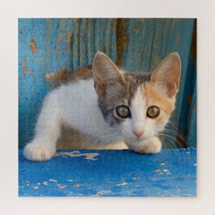 Cute Calico Cat Kitten Funny Curious Eyes Photo -- Jigsaw Puzzle