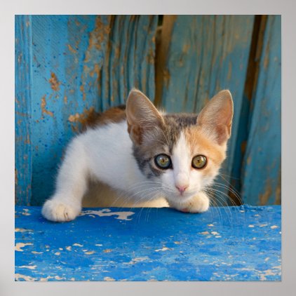 Cute Calico Cat Kitten Funny Curious Eyes Photo .. Poster