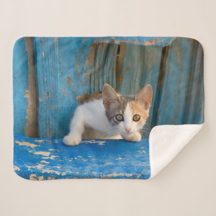 Cute Calico Cat Kitten Funny Curious Eyes Photo Sherpa Blanket