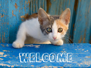 Calico Cat With Interesting Gps >> Calico Cat Doormats Welcome Mats Zazzle Calico Cat With Interesting Gps >> Calico Cat Doormats Welcome Mats Zazzle