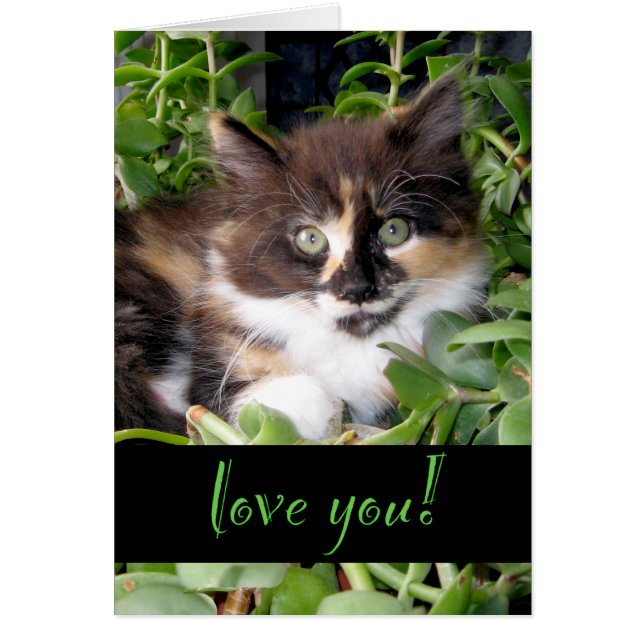 Cute Calico Cat Love Greeting Cards (Front)