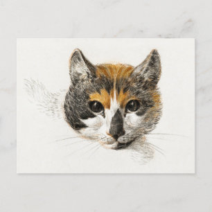 Cute Calico Cat Postcard