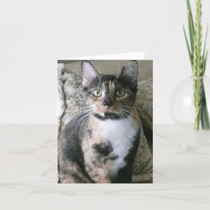 Cute Calico Cat, Purrfect Birthday Card | Zazzle.com