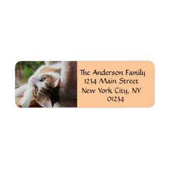 Cute Calico Kitten Cat Lover Return Address Labels by PicturesByDesign at Zazzle